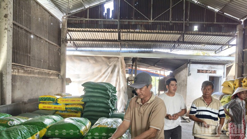 Nông dân xã Thoại Sơn tham gia mô hình kiểm tra nhận lúa giống.