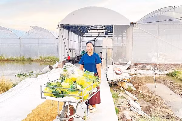 Xã Trường Tân có hơn 97 ha nhà màng, nhà lưới, mỗi năm thu lãi gần 100 tỷ đồng (Ảnh QUỐC VINH)