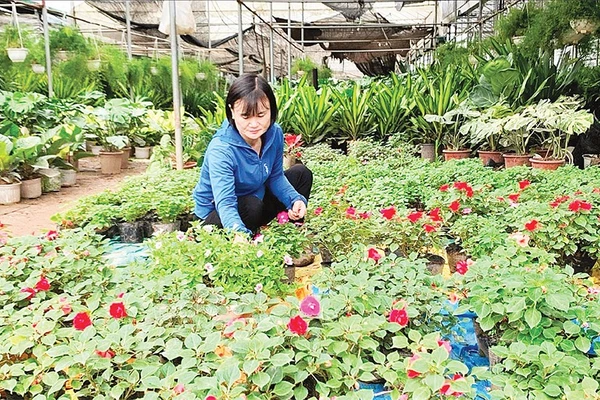 Nghề trồng hoa ở xã Phụng Công, tỉnh Hưng Yên.