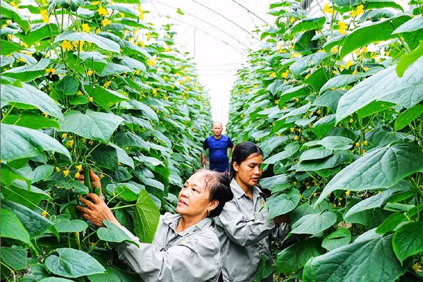 Trồng dưa chuột công nghệ cao tại Hợp tác xã Nông nghiệp công nghệ cao và hữu cơ Phú Điền, xã An Phú, Hải Phòng. (Ảnh THÀNH CHUNG)