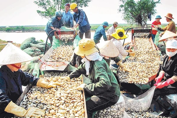 Các mô hình nuôi thủy sản hiệu quả được nhân rộng tại Kim Sơn. (Ảnh ANH TUẤN)