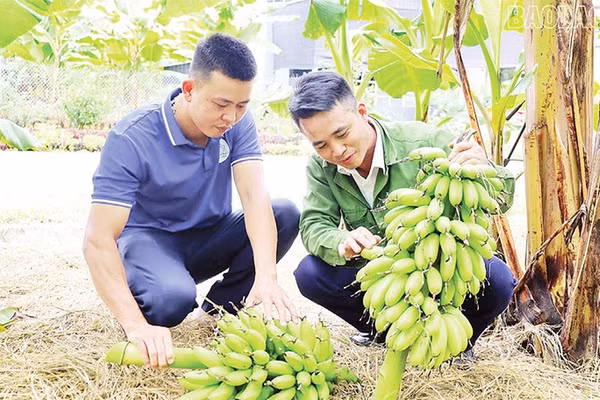 Người dân xã Bảo Hà thu hoạch chuối ngự. (Ảnh KIM THOA)