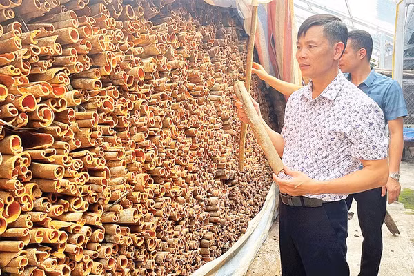 Anh Trần Văn Cháng bên sản phẩm quế hữu cơ chuẩn bị xuất bán.