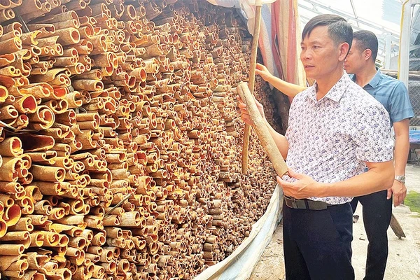 Anh Trần Văn Cháng bên sản phẩm quế hữu cơ chuẩn bị xuất bán.