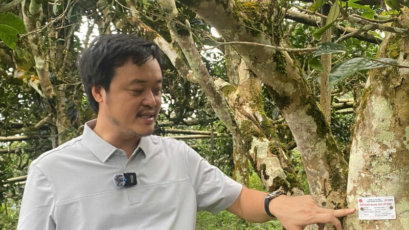 Thẻ chip định danh được gắn lên những cây chè shan tuyết cổ thụ. (Ảnh: TL)