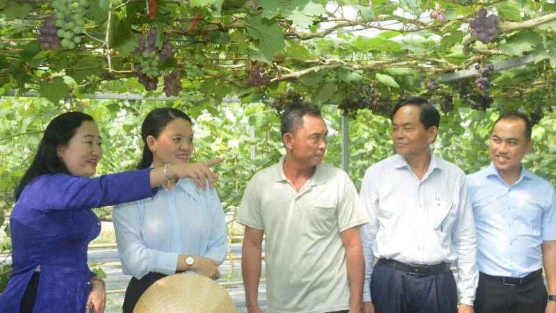 Du lịch sinh thái gắn với sản xuất nông nghiệp ở Phước Mỹ Trung.