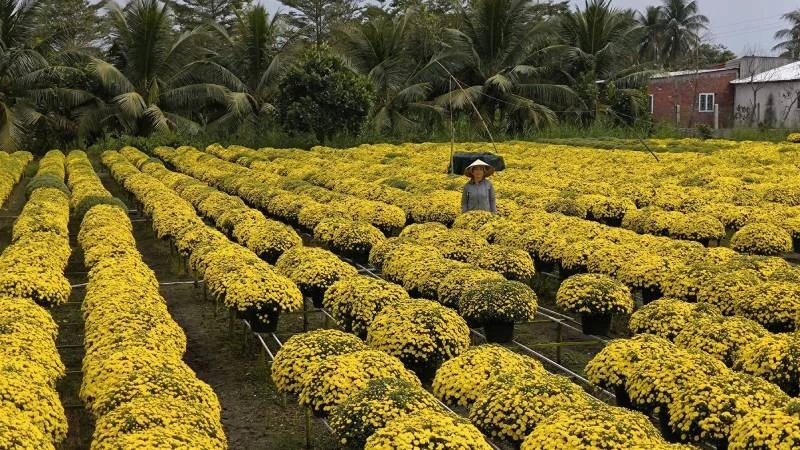 Người dân trồng cúc mâm xôi tại xã Chợ Lách lo lắng vì hoa trổ sớm.