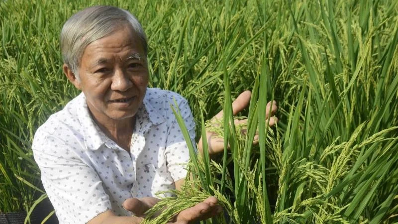 Ông Phương trồng lúa trong chậu bán mỗi dịp Tết.