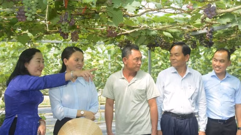 Du lịch sinh thái gắn với sản xuất nông nghiệp ở Phước Mỹ Trung.