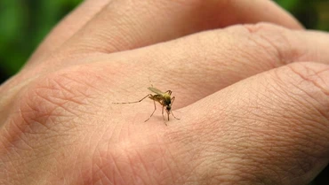 [Video] Nguy cơ virus chikungunya lan rộng tại Singapore