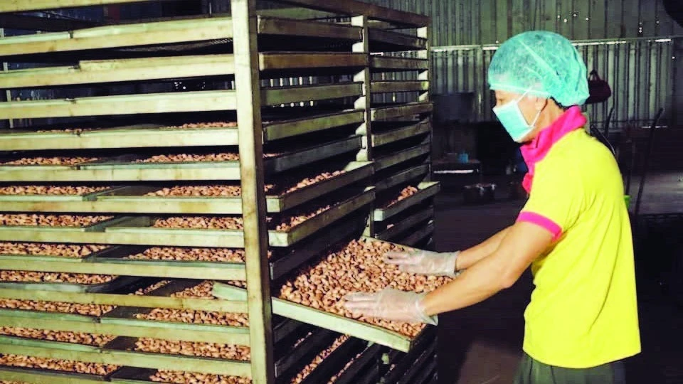 Chế biến hạt điều ở phường Phước Bình, tỉnh Đồng Nai.