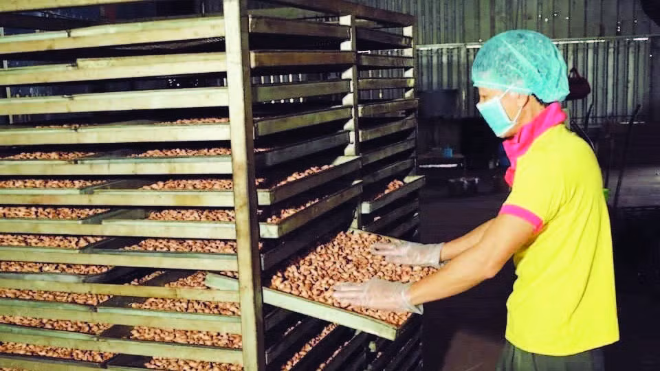 Chế biến hạt điều ở phường Phước Bình, tỉnh Đồng Nai.