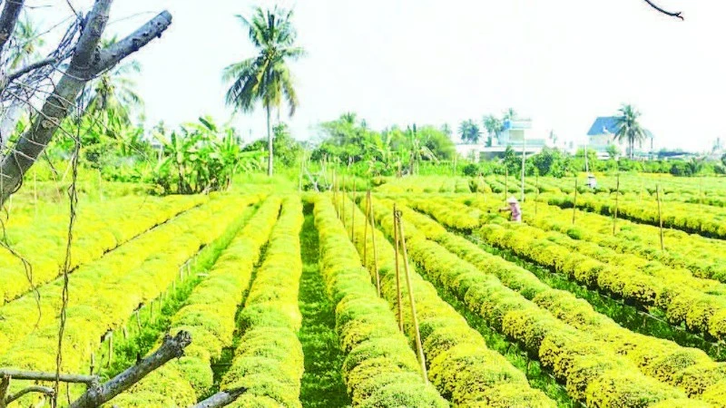 Nhiều ruộng cúc mâm xôi tại tỉnh Vĩnh Long đã trổ vàng rực dù chưa tới Tết.