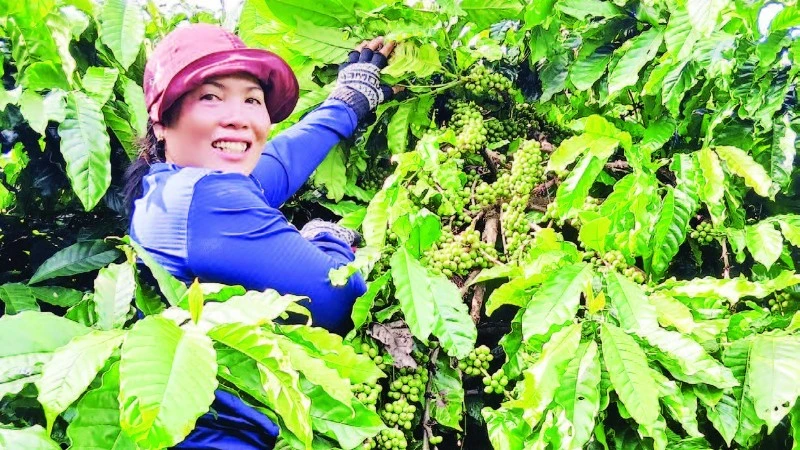 Nhờ áp dụng khoa học, kỹ thuật vào sản xuất, vườn cà-phê của gia đình chị Puih H’Ani đạt năng suất cao trong những năm qua.