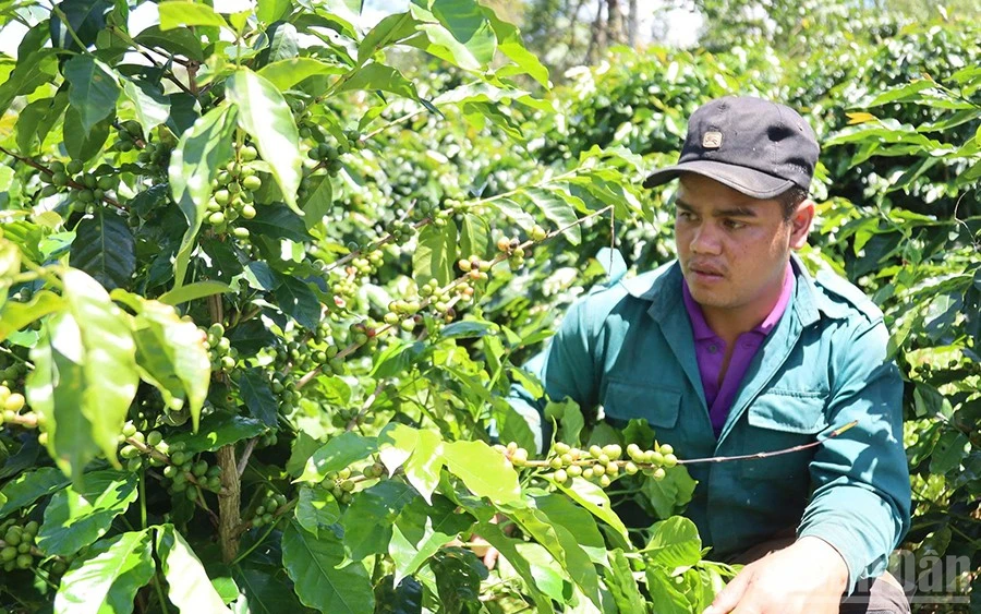 Phát triển nông nghiệp xứ lạnh đặc trưng là lợi thế khác biệt của các xã nằm trong khu vực Măng Đen.