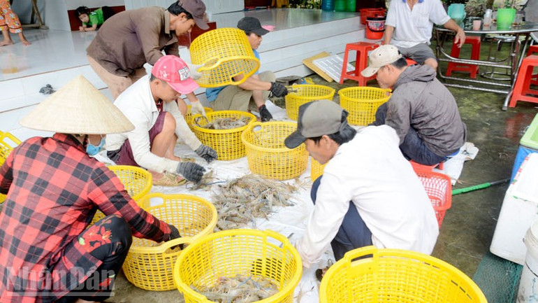 Nông dân xã Vĩnh Bình, tỉnh An Giang thu hoạch tôm càng xanh. ndo_bl_2.jpg