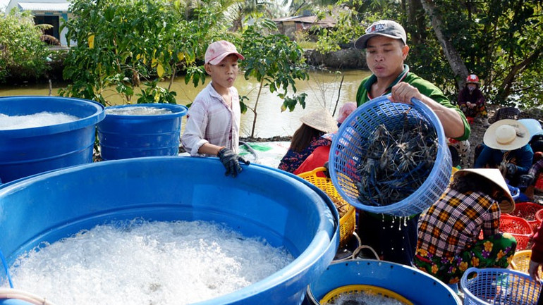 Thương lái thu mua tôm càng xanh ở xã Vĩnh Bình, tỉnh An Giang. ndo_bl_111.jpg