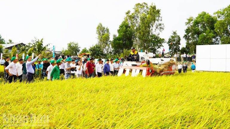 Nông dân tham quan thu hoạch lúa từ Đề án 1 triệu ha lúa chất lượng cao của Hợp tác xã Vinacam, ở xã Hòn Đất, tỉnh An Giang. ndo_bl_10.jpg