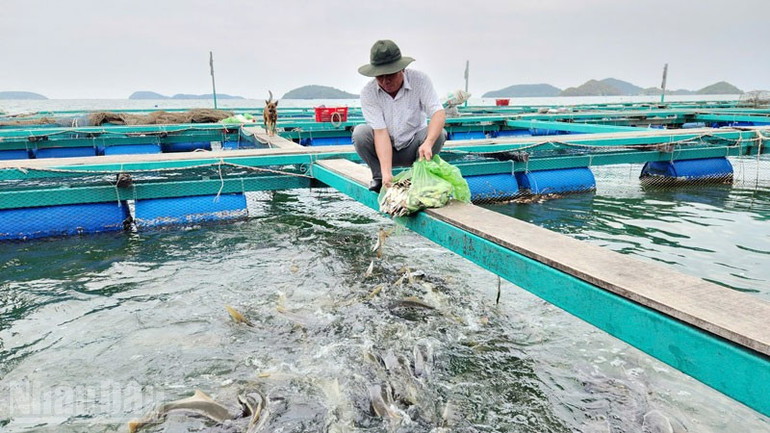 Nuôi cá bớp trên biển ở An Giang. ndo_bl_4.jpg