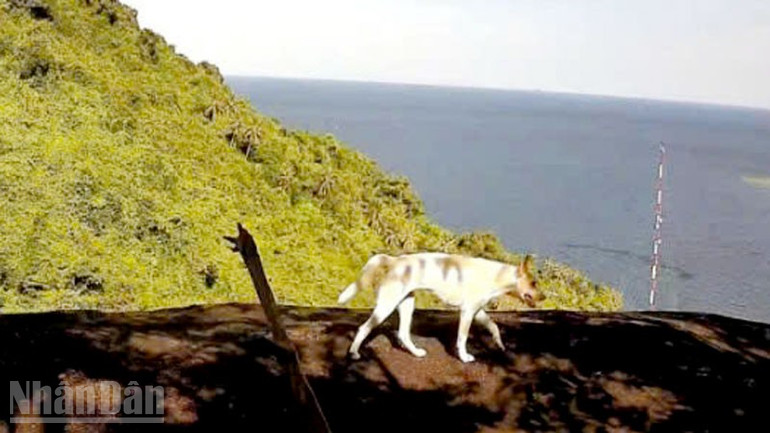 Kết quả đặt camera ghi nhận khu vực được cho là xuất hiện 4 con “khỉ trắng” trên đảo Hòn Sơn thực chất là chó do người dân nuôi. ndo_bl_2.jpg