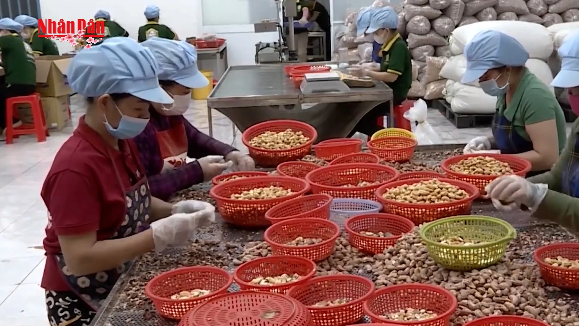 Xuất khẩu điều Việt Nam bùng nổ, đạt kỷ lục vào đầu năm 2026