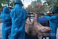 Lực lượng chức năng của phường Quảng Phú đưa lợn bị bệnh dịch tả lợn châu Phi đi tiêu hủy.