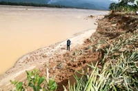 Người dân trồng dứa ở dọc sông Vu Gia bị thiệt hại nặng sau đợt mưa lũ lớn của cơn bão số 12.