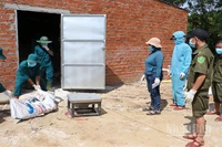 Các lực lượng ở xã Sơn Cẩm Hà giúp dân tiêu hủy lợn bị bệnh dịch tả lợn châu Phi.