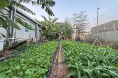 Vườn rau xanh của “Bộ đội cụ Hồ” ở Nam Sudan