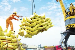 Senegal là thị trường tiềm năng cho xuất khẩu gạo của Việt Nam.