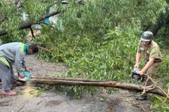 Hiện trường cây xanh ngã đổ tại phường Đông Hòa do mưa lớn kèm gió giật. 