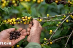 Nông dân thu hoạch hạt cà-phê tại một nông trại ở Forquilha do Rio, Espirito Santo, Brazil. (Ảnh: AFP/ TTXVN)
