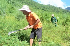 Người dân bản Hin, xã Na Sang phát cây bụi chăm sóc cây giổi xanh trồng theo dự án trồng rừng phòng hộ đầu nguồn.