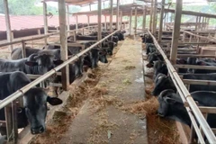 Khu vực chăn nuôi của Hợp tác xã Chăn nuôi bò và Dịch vụ sản xuất nông nghiệp Nga My (Thái Nguyên).