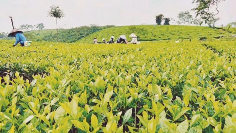 Vườn chè trồng theo tiêu chuẩn VietGAP của Hợp tác xã Dịch vụ sản xuất nông nghiệp Sử Anh, xã Mỹ Bằng, huyện Yên Sơn.