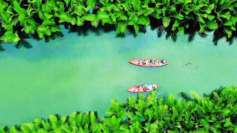 Rừng dừa nước Cà Ninh - Điểm đến lý tưởng cho du khách tham quan, trải nghiệm.