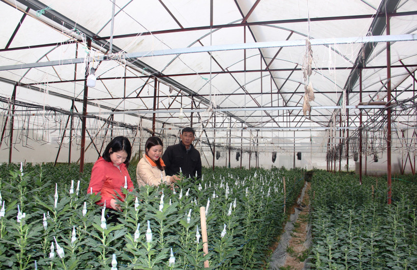 Ông Trương Hữu Phương, thôn Xuân Sơn 1, đang bọc lưới cho hoa cúc.
