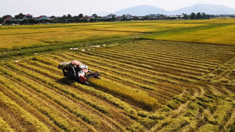 Bà con nông dân Hà Tĩnh tập trung máy móc đẩy nhanh tiến độ thu hoạch lúa xuân.