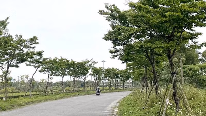 Cây xanh trồng trên đường phố Đồng Hới. (Ảnh minh họa)