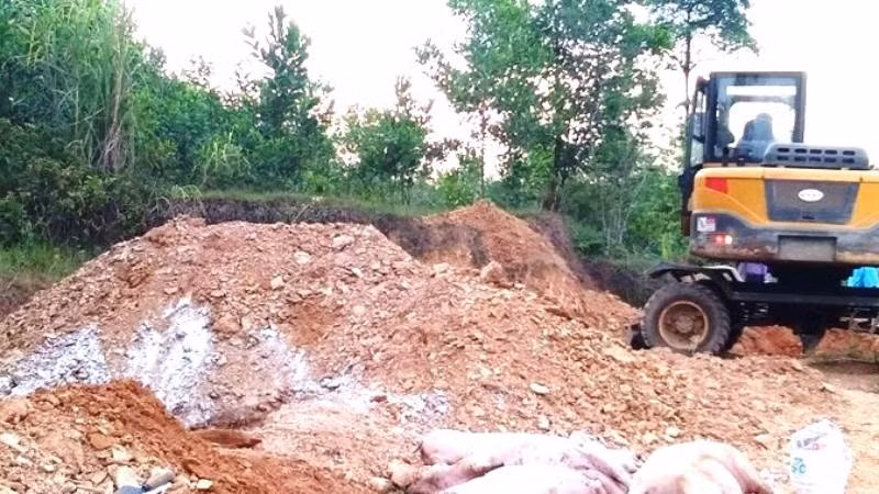 Tiêu hủy lợn ốm, chết do dịch bệnh ở huyện Minh Hóa (Quảng Bình).