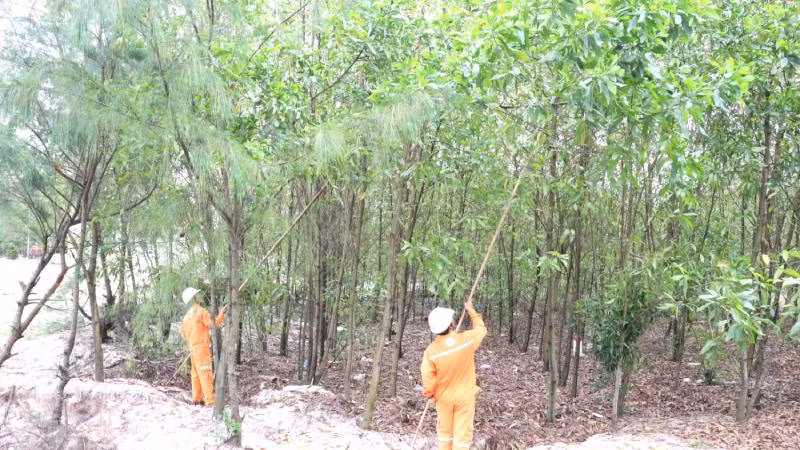 Công nhân quản lý điện khu vực ở Quảng Bình chặt tỉa cành đề phòng cây đổ, va chạm vào dây điện gây tai nạn.