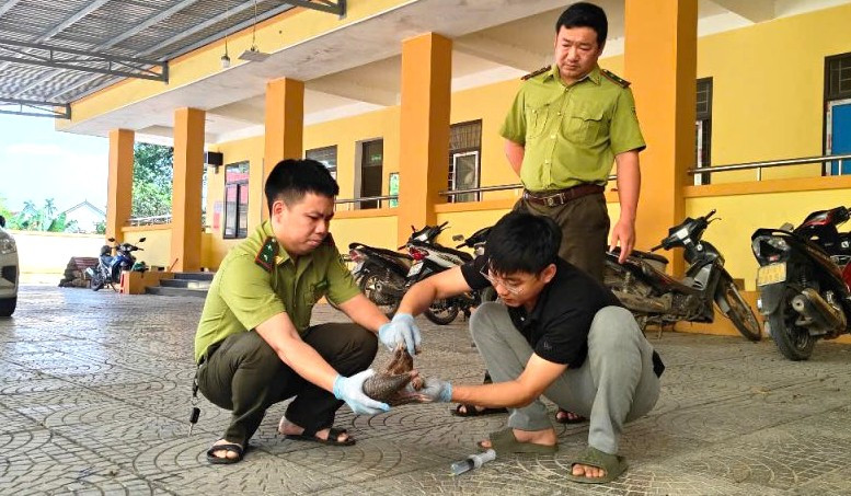 Bác sĩ thú y của Trung tâm kiểm tra sức khỏe, sơ cứu ban đầu cho cá thể Tê tê Java.