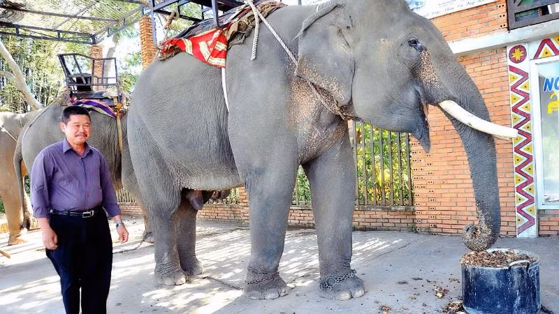 Ông Đàng Năng Long năm 2023 bên đàn voi của mình.