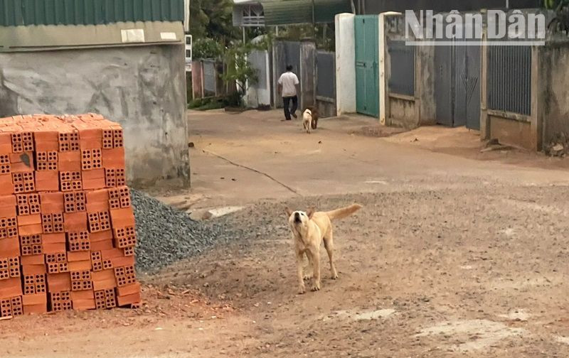 Cần xử lý nghiêm các trường hợp nuôi chó thả rông ngoài đường mà không rọ mõm, nhằm ngăn chặn các trường hợp bị chó cắn dẫn đến bệnh dại.