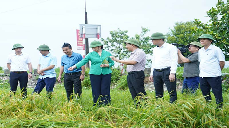 Đồng chí Bí thư Tỉnh ủy Lê Thị Thủy kiểm tra lúa bị ảnh hưởng bởi bão số 3 tại thị trấn Bình Mỹ.