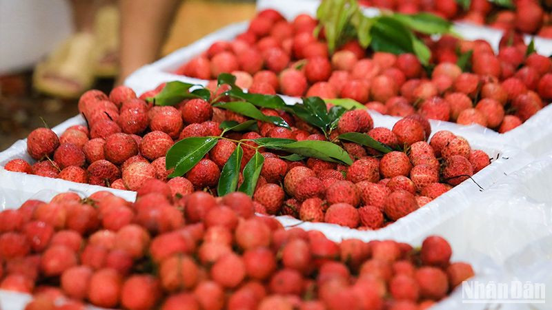 Vải thiều Bắc Giang. (Ảnh: Thành Đạt)