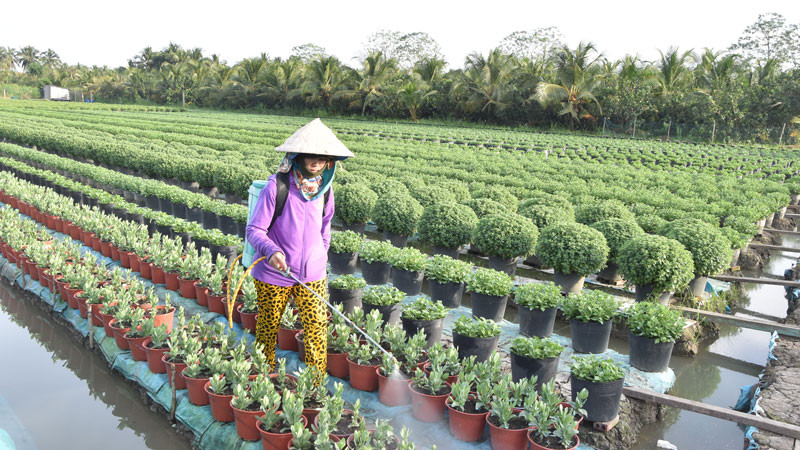Bà Nguyễn Thị Ngọc Kiều chăm sóc hoa Tết.
