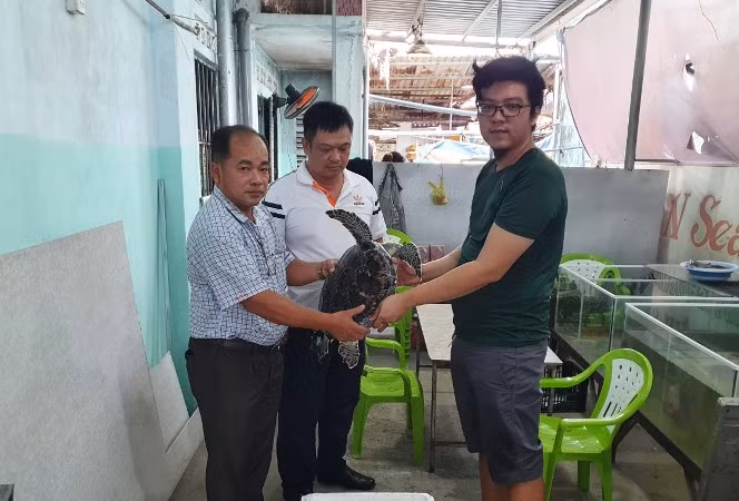 Ông Trần Anh Khoa (bên phải) bàn giao cá thể đồi mồi dứa quý hiếm cho cơ quan chức năng.