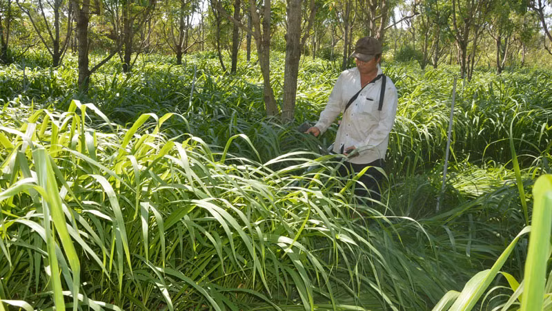 Mô hình trồng cỏ Hamil mang lại hiệu quả cao cho chăn nuôi gia súc.