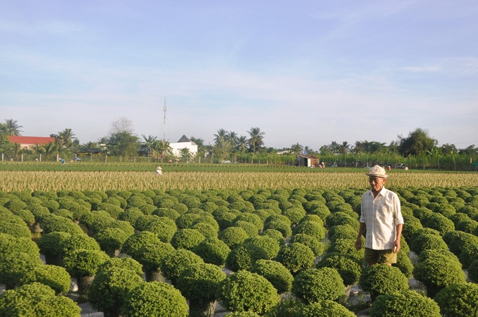 Làng hoa Mỹ Tho, xã Mỹ Phong, thành phố Mỹ Tho.